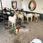 Un voleur de bétail arrêté par la police de l'Unité 15